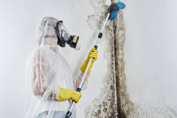 Best Mold Removal Specialists  in Palisades Park, NJ