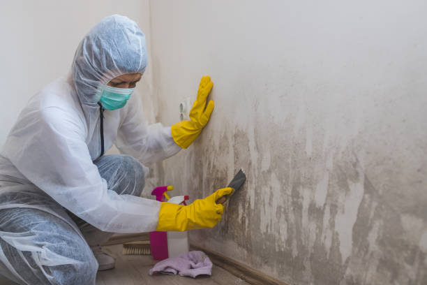 Best Local Mold Removal Service  in Palisades Park, NJ