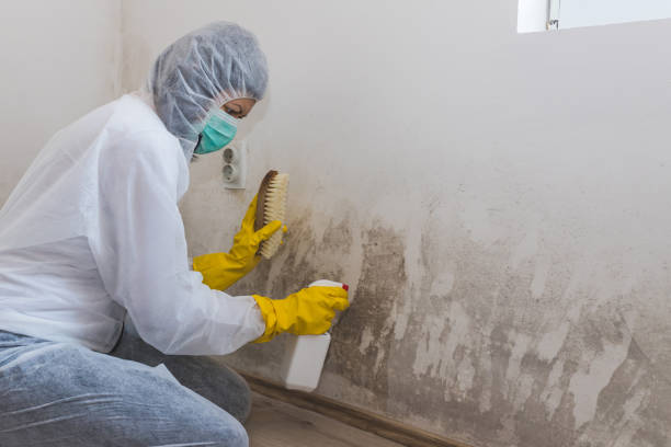 Best Residential Mold Removal  in Palisades Park, NJ