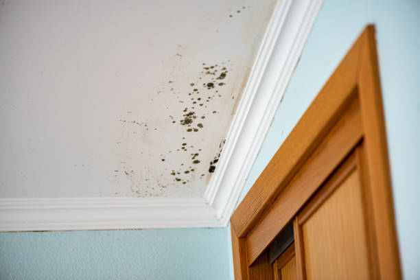 Best Certified Mold Removal  in Palisades Park, NJ