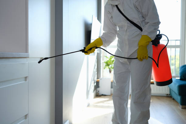 Best Mold Removal Company Near Me  in Palisades Park, NJ