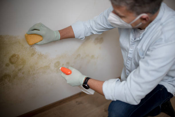 Best Best Mold Removal Companies  in Palisades Park, NJ