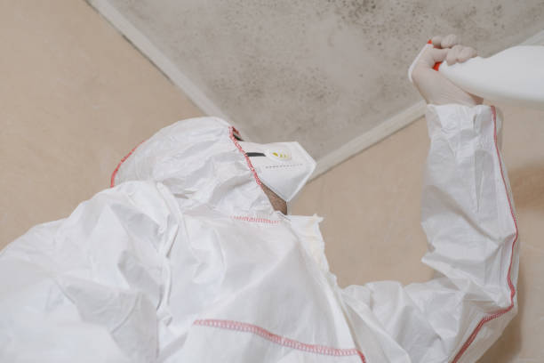 Best Toxic Mold Removal  in Palisades Park, NJ