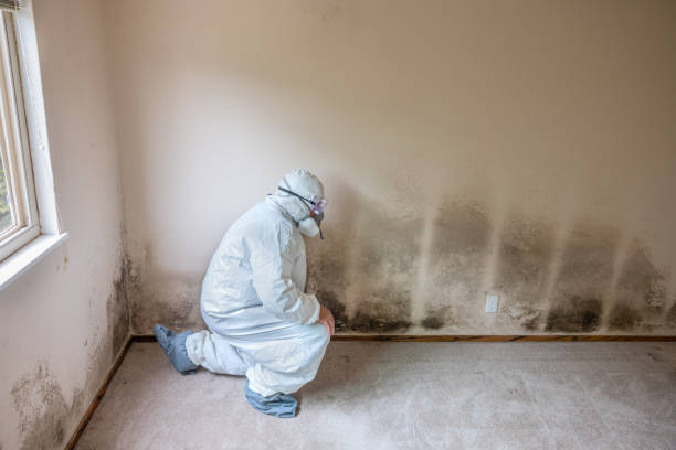 Best Residential Mold Removal  in Palisades Park, NJ