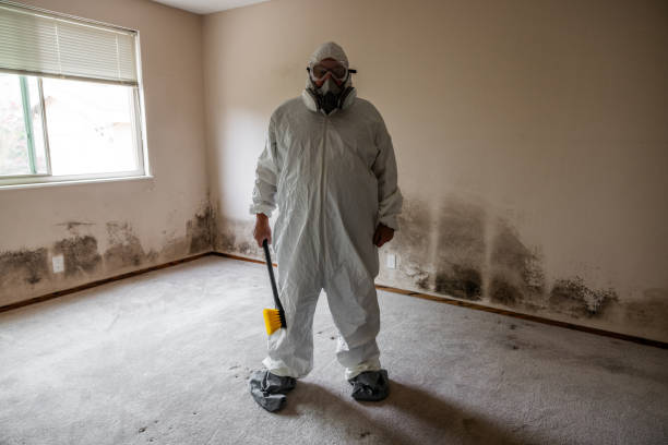 Best Mold Removal Company Near Me  in Palisades Park, NJ