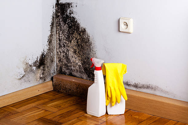 Attic Mold Removal in Palisades Park, NJ